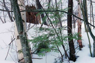 New Hampshire Winter