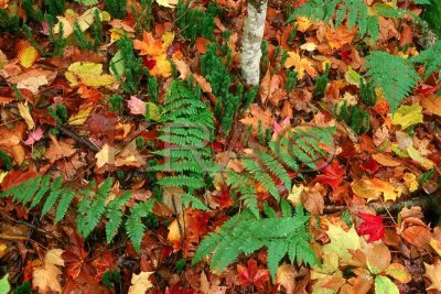 bracken, haircap moss, and fall leaves 001(10-02).jpg
