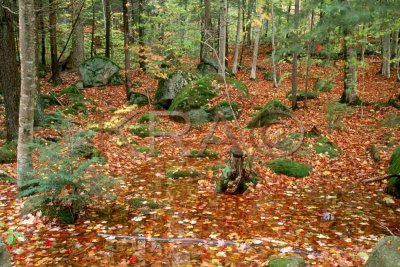 Fall In New Hampshire -=2002=-