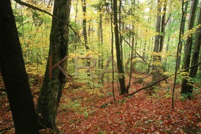 fall foliage in the white mountains 003(10-02).jpg