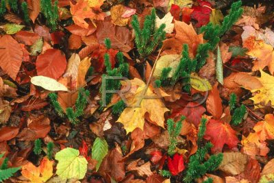 fall leaves and haircap moss 001(10-02).jpg