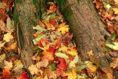 fall leaves and treeroots 001(10-02).jpg