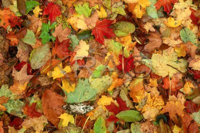 fall leaves on forest floor 001(10-02).jpg