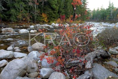 Autumn Foliage on the Swift River 001(10-03).jpg