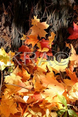 Autumn Maple Leaves  006(10-03).jpg