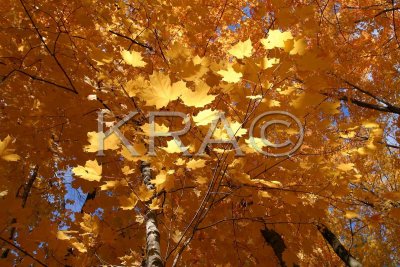 Glowing Golden Maple Leaves 001(10-03).jpg