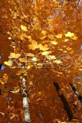 Glowing Golden Maple Leaves 002(10-03).jpg