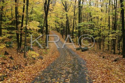 Leaf Covered Road 001(10-03).jpg