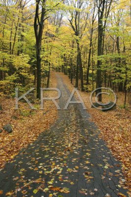 Leaf Covered Road 002(10-03).jpg