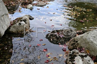 Leaves on the Water 001(10-03).jpg