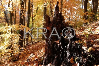 Old Tree Stump and Fall Foliage 001(10-03) (23247866).jpg