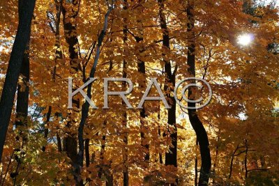 Yellow Backlit Maple Leaves 001(10-03) (23253431).jpg