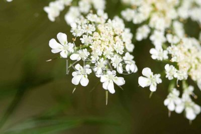 Queen Annes Lace