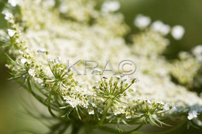 Queen Annes Lace