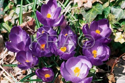 crocus 003(4-01).jpg