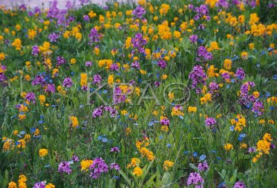 flora 028(5-00).jpg