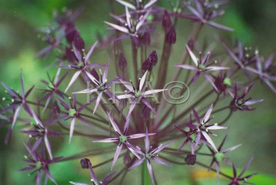 flora 029(6-00).jpg