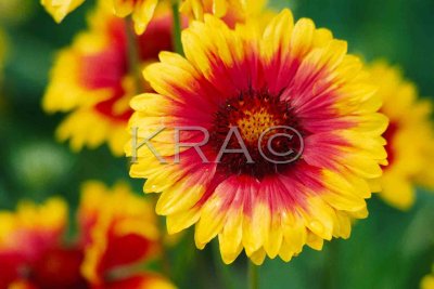 flora 042(6-00).jpg