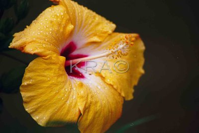 flora 050(7-00).jpg