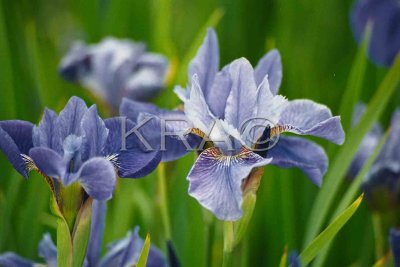 iris 002(6-00).jpg