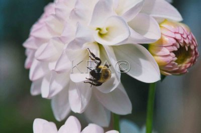 bees 005(10-00).jpg