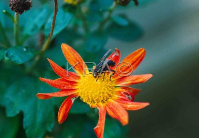 bugs 016(10-00).jpg