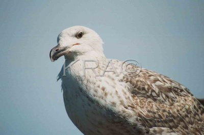 gulls 001(6-00).jpg