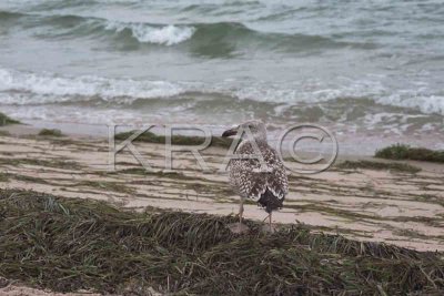 seagulls 008(9-01).jpg