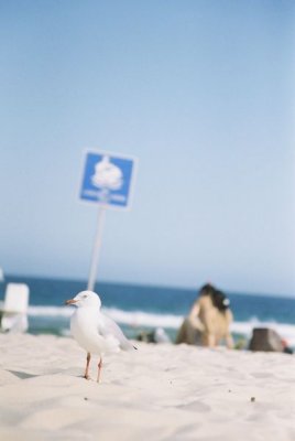 F1090027_bondibirdie.jpg