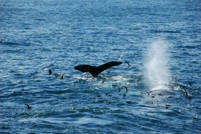 dsc_0967.jpg