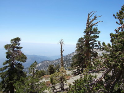 Baldy