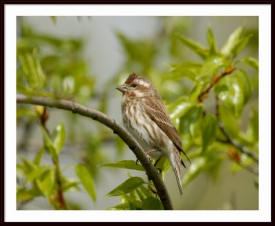 YoungPurplefinch2.jpg