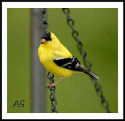 goldfinch.jpg