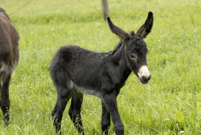 babydonkey2.jpg