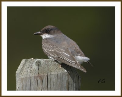 EasternKingbird-Juvenile.jpg