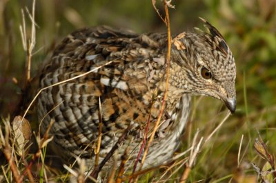 Ruffed Grouse