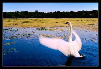 Swan Stretch