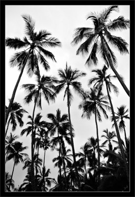 Palm Skies