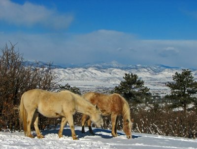 Cold Horses