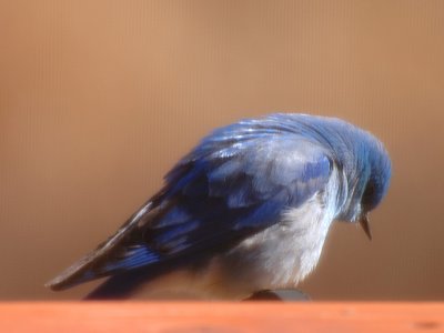 Bowing Bluebird