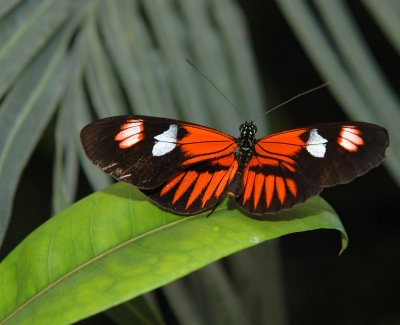 Westminster Butterfly Pavilion