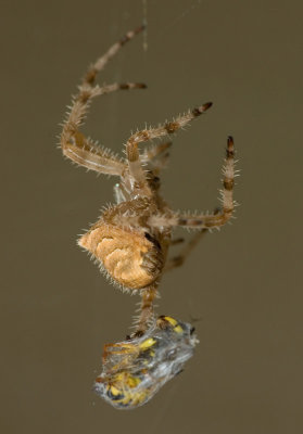 A Dinner Date With A Spider