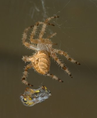 A Dinner Date With A Spider