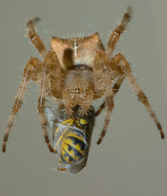 A Dinner Date With A Spider