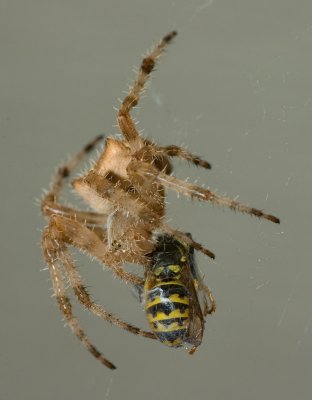 A Dinner Date With A Spider