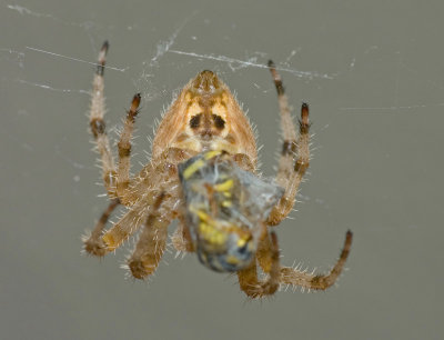 A Dinner Date With A Spider