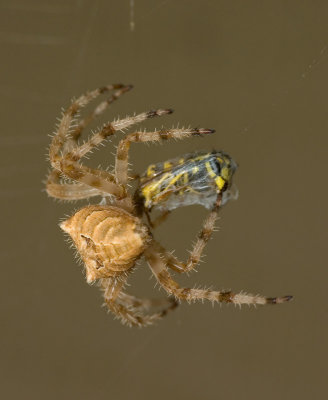 A Dinner Date With A Spider