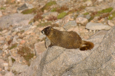 A Few Hours On Mount Evans