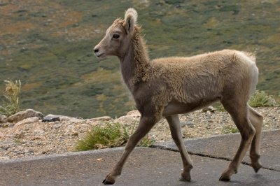 A Few Hours On Mount Evans