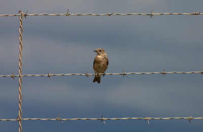 A Grey Bird On A Grey Fence On A Grey Day